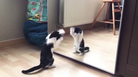 Cat vs mirror