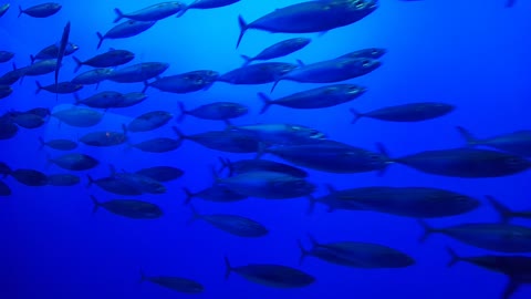 Mackerel at Monterey Bay Aquarium