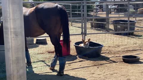 Corgi Cools Off in Horse's Hydration Station