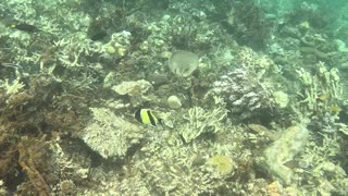 Snorkeling Adventures Philippines. So may nice and colorful fish.