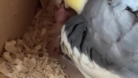Female cockatiel feeding her young in the nest