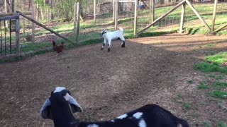 Baby goat desperately attempts to befriend chicken