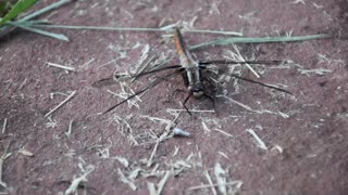 Bugs: Invertebrates of Southeastern Ontario, Canada 2