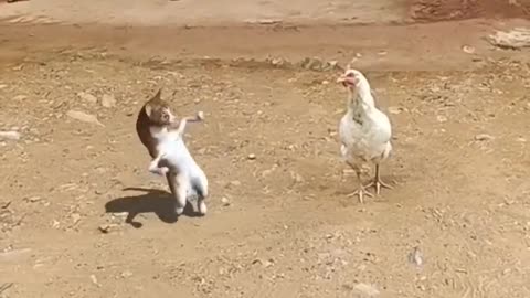 You will also be shocked to see the cat dancing