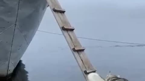 Training dog climb ladder