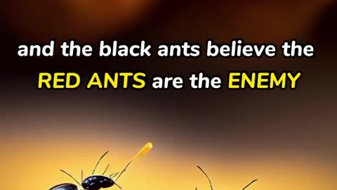 The Black Ants And The Red Ants