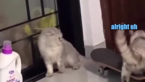 Cat Delivery Service | Funny Cats | Funny animal Videos | Animal Videos