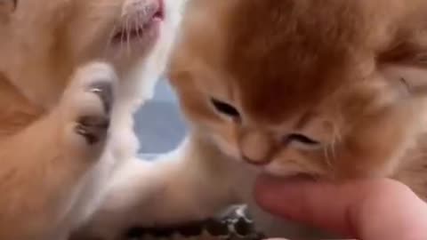 "Kitten Playtime Bonanza: Adorable Cuddle Buddies in Action"