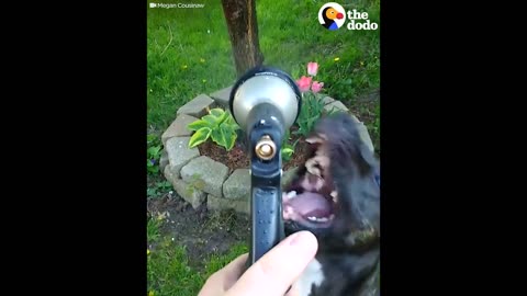 Blind Dog's Brother Guides Him Everywhere | Best Animal Videos | The Dodo Daily