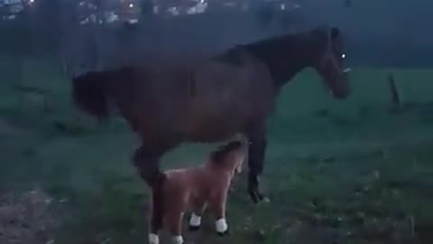 How😝 👉 Horse dealing with FAKE friend🤣🤣