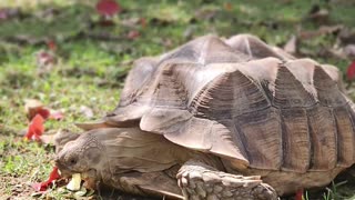 Sulcata Tortoises: Majestic Giants of the Backyard!