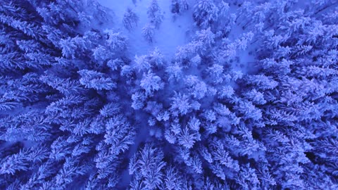 Aerial Shot Of Forest Covered In Snow