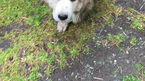 Puppies in the rain