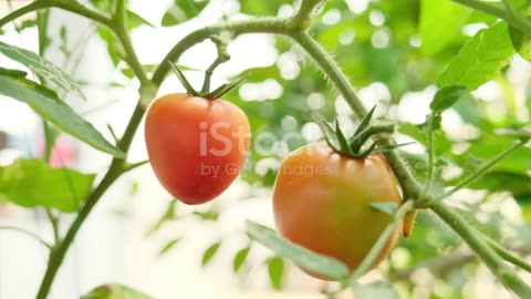 Tomatoes: The Superfood in Your Kitchen