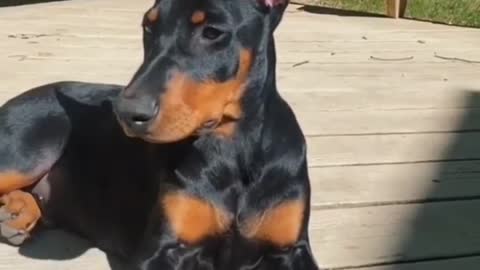 Doberman