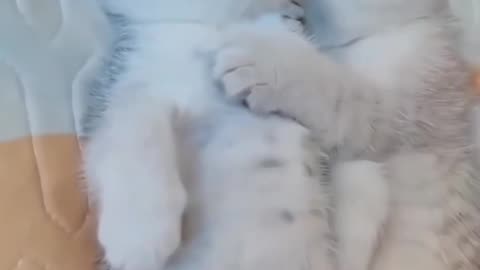 Cute Kitten Couples