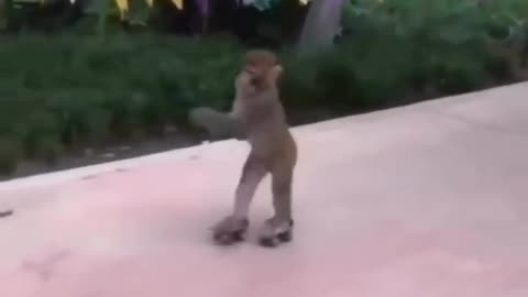 Monkey Skating