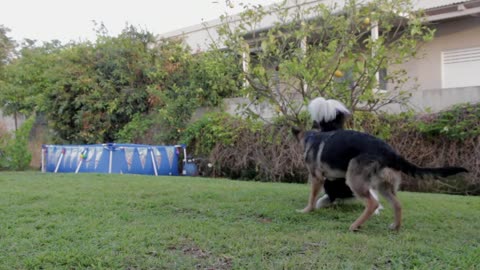 Dogs Playing together1