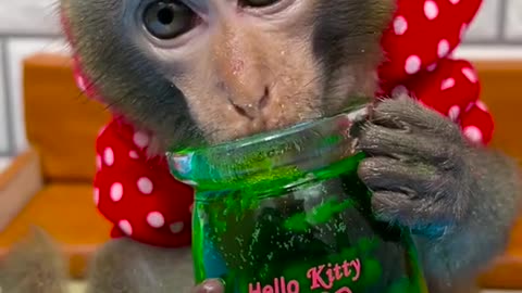 Monkey video part 8 | monkey videos