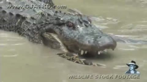 Crocodile and snake