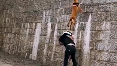 Dogs That Fly - Malinois & Alsatian Dogs Show Their Jumping Agility