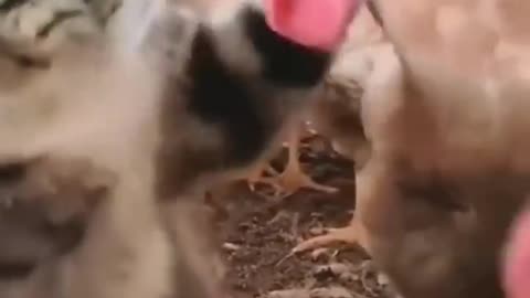 Cat and dog funny video 😂