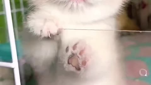 Funny cute cat status video 😅😂