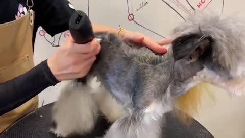 Gray Poodle Dog Grooming - Puppy Groomy