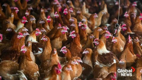 Avian flu outbreak taking heavy toll on BC farmers