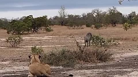 Lucky Warthog for not catch by Lioness