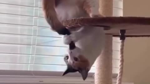 cute cats very funny 😍🤣😅