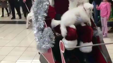 The dog pulled Santa's sleigh.