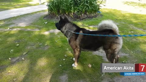 10 Strongest American Dog Breeds