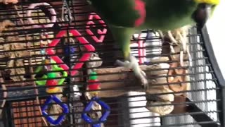 Parrot attacks girl