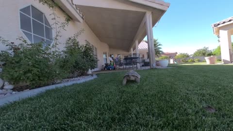 Desert tortoise eating grass VR180