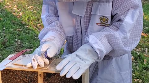 Seth Installing package of bees