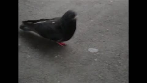 Sydney Pigeon Eating Patato Chip