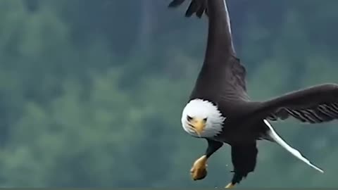 Bald Eagle swoops down, catches fish and then swallows it in midair.