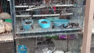 Bird Market In Tegal