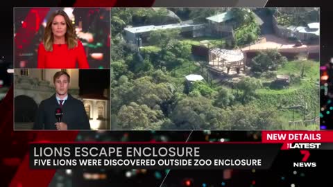 Taronga Zoo reveals how five lions escaped their enclosure | 7NEWS