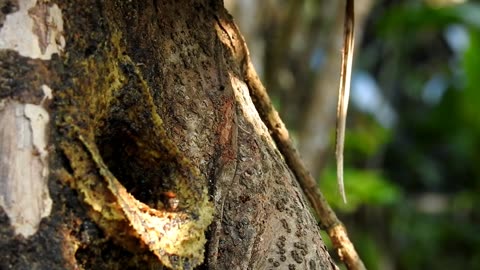 The beauty of the bee Trigona Thoracica | Linot | Aceh, Sumatra, Indonesia