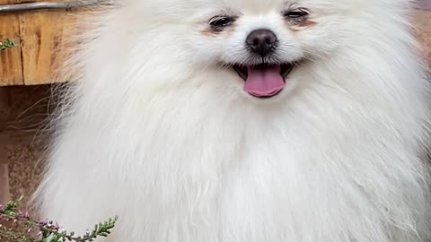 cute laughing dog
