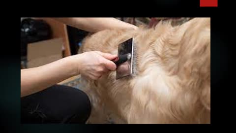 Best Dog groomer in Sydenham