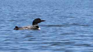 Loons on the Upper Mississippi River