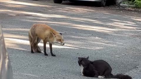 Fox vs cat.mp4