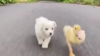 Funny Animals #Cute and Smart 🐕 #Dog is racing Duck