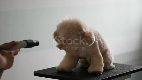 Asian chinese female pet groomer with apron grooming a brown color toy poodle dog stock video