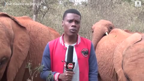 Baby elephant interrupts reporter's piece to camera