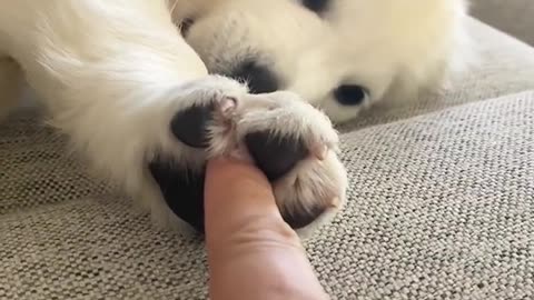 Yes You Can Hold My Hand If You Want To (Puppy Version)