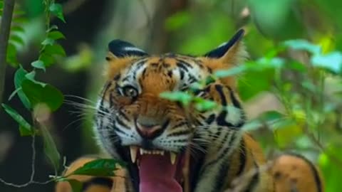 Tiger And Peacock 4K Hd Shorts Video